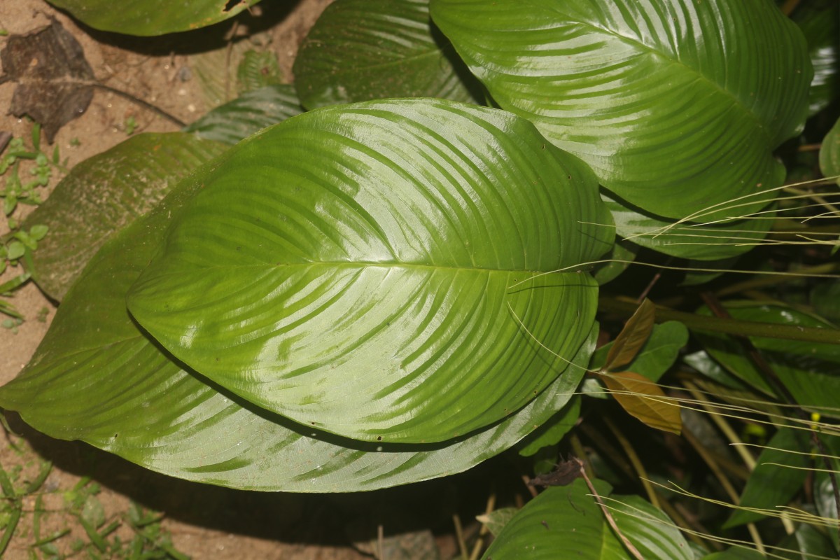 Tacca chantrieri André